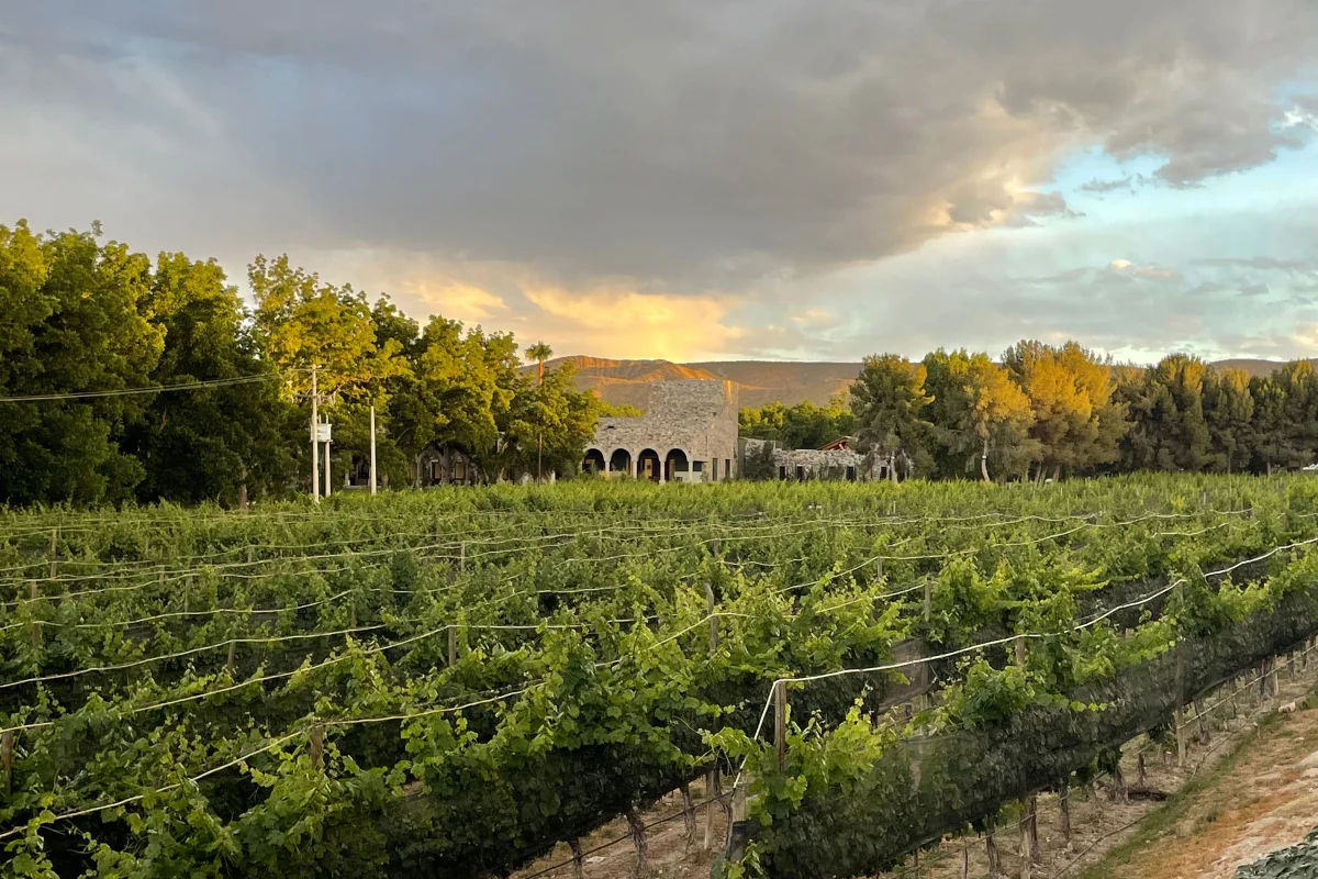 RGMX Viñedo Buena Fe